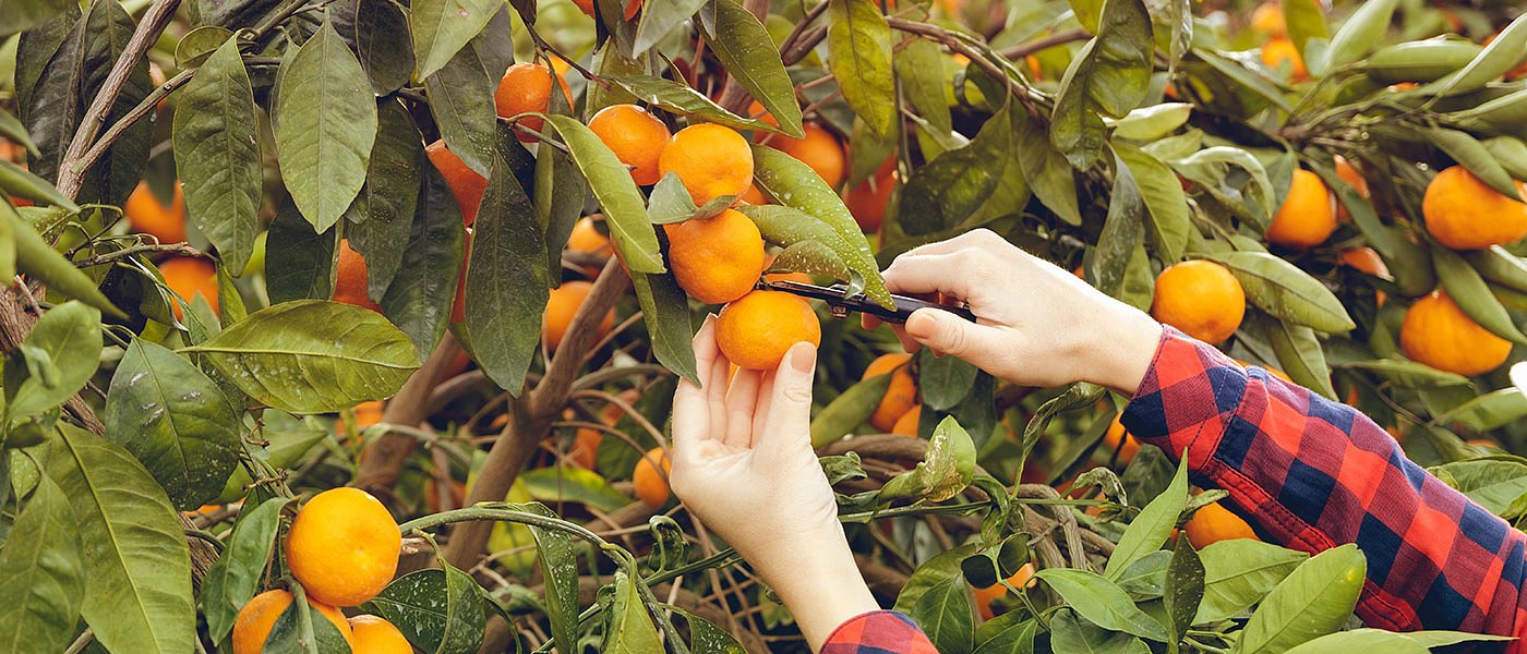 Με 316 ευρώ και αίτηση εργοδότη έχουν άδεια διαμονής, οι νέες διακρατικές συμφωνίες