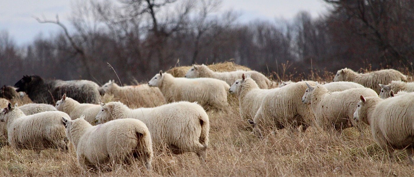 Ανοίγει το σύστημα για τις ενισχύσεις αιγοπροβατοτρόφων, αιτήσεις για ένα μήνα