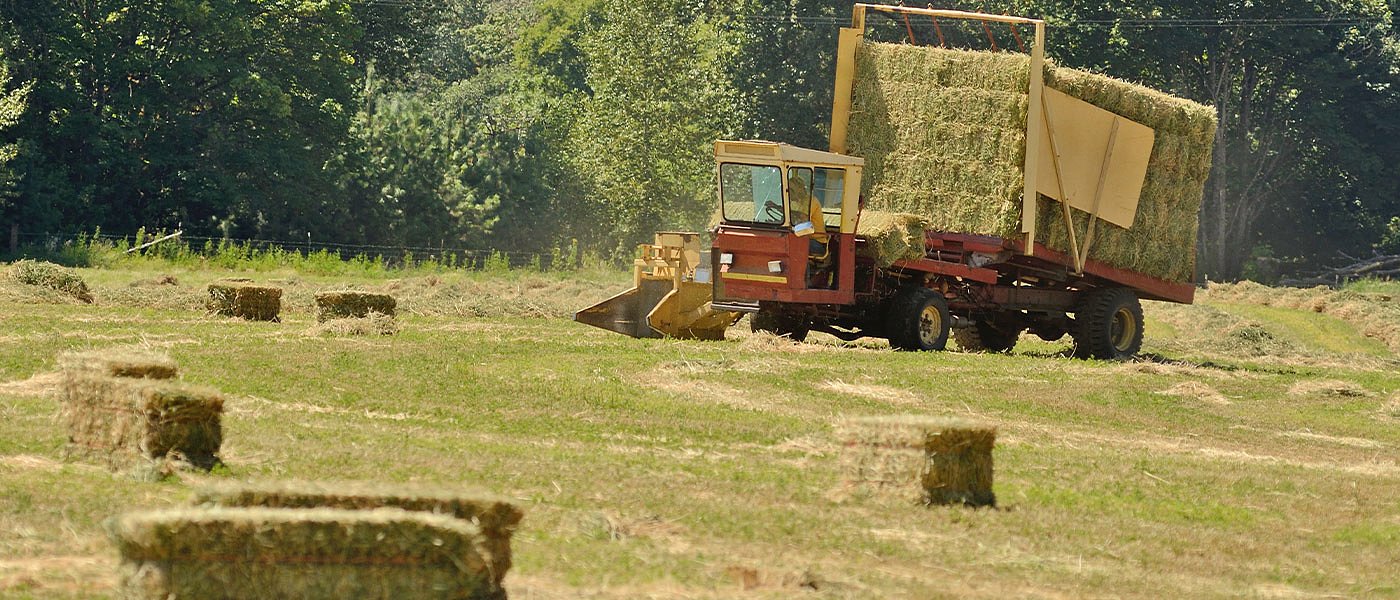 Ο καύσωνας ρίχνει την παραγωγή μηδικής που πιάνει και 21 λεπτά στο χωράφι