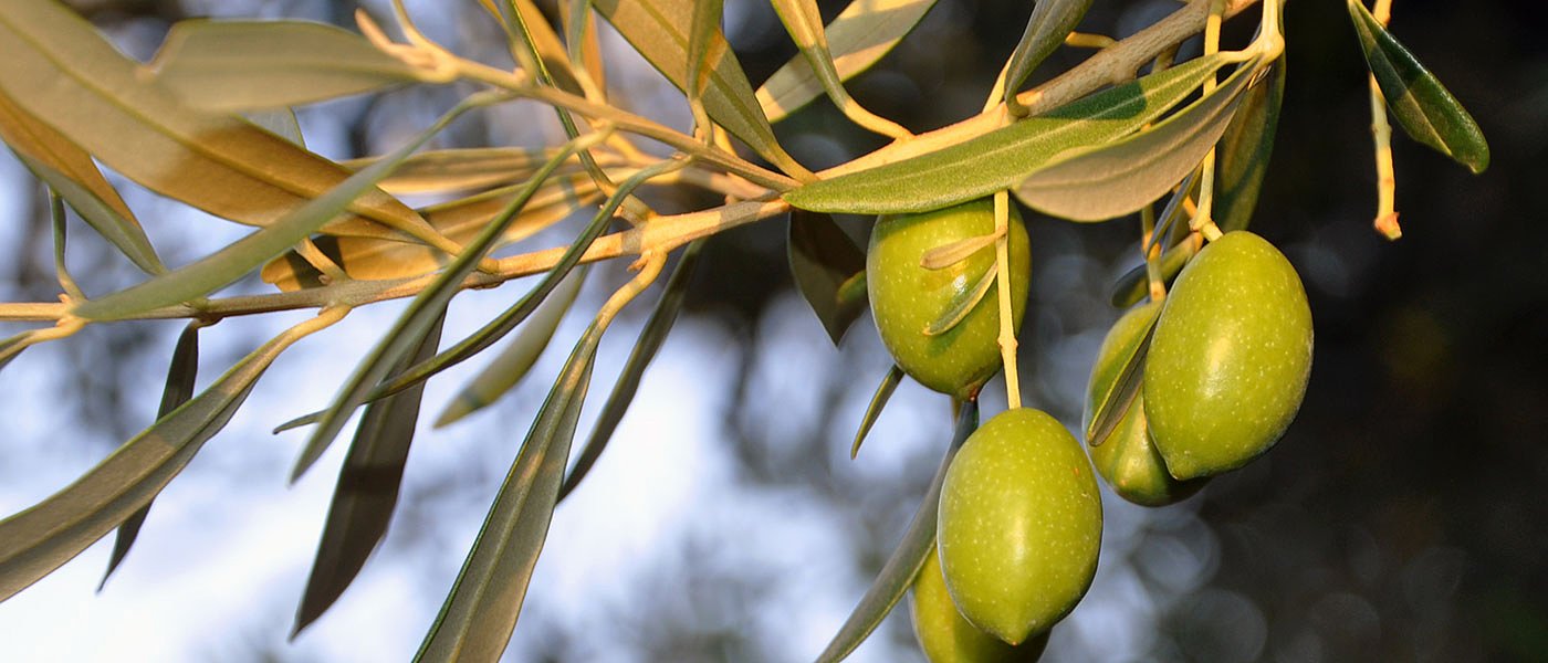 Στα 1,60 ευρώ η ελιά Χαλκιδικής, μέχρι τέλος εβδομάδας θα φανεί που θα κάτσει η τιμή