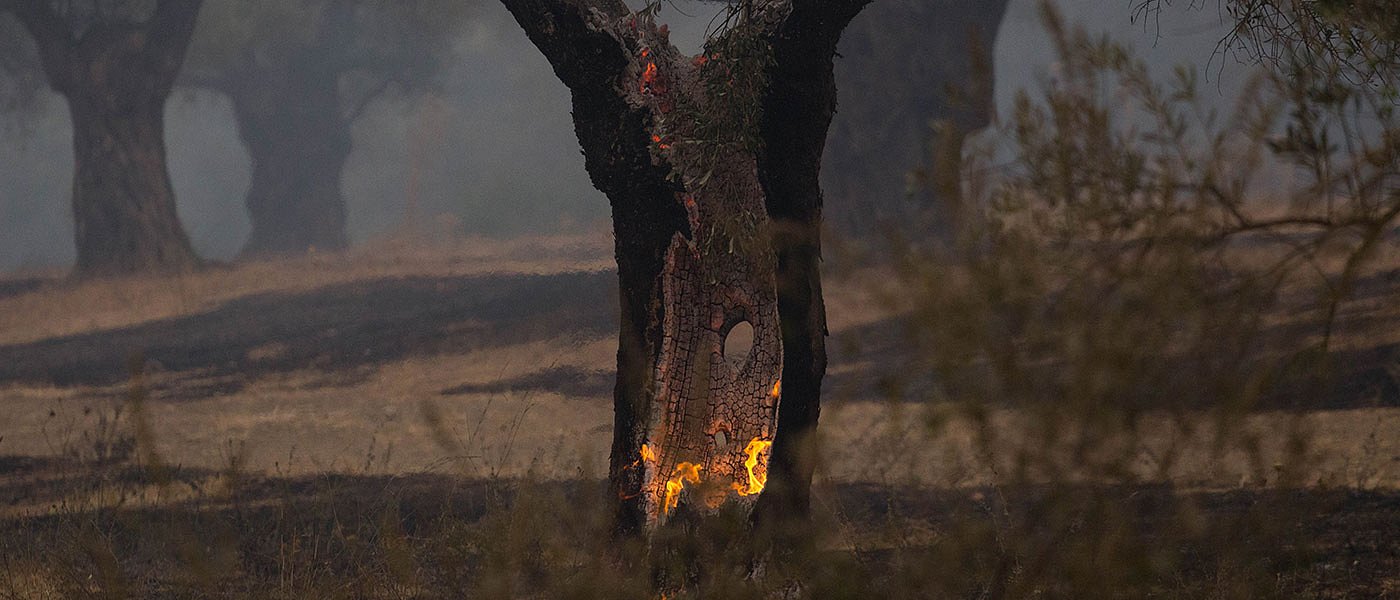 30.000 με 40.000 ελαιόδεντρα έκαψε η φωτιά στη Φωκίδα, γλίτωσαν τα εργοστάσια ελιάς