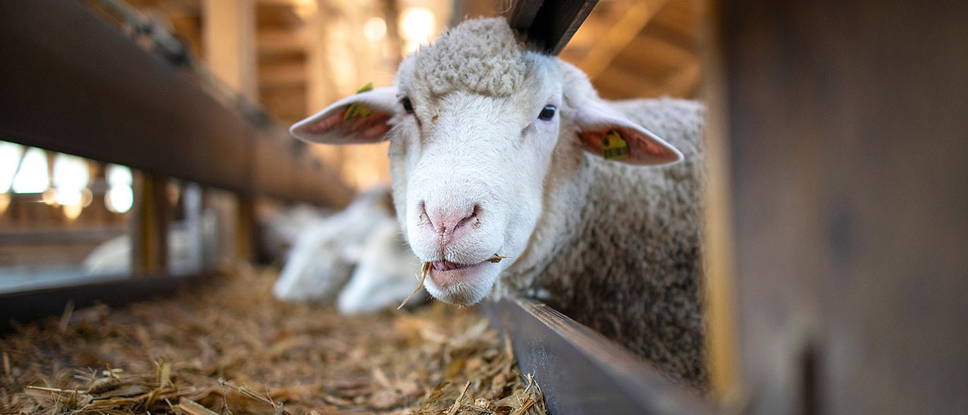 Η βιολογική Φάρμα Μόσχου υποψήφια για το βραβείο καλύτερου Ευρωπαίου αγρότη