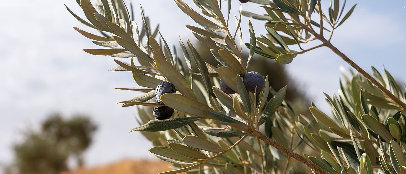 Αύξηση έως 47% στις τιμές εξαγωγής των Ελληνικών επιτραπέζιων ελιών το 2022