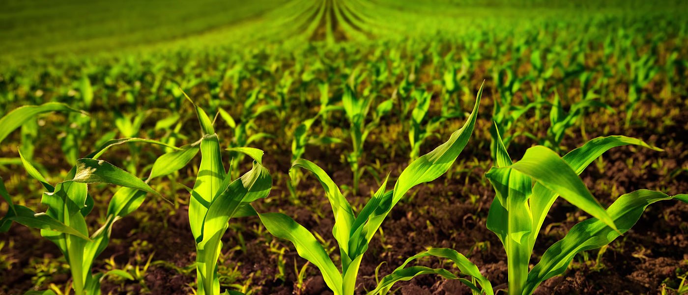 Εκτός παραγωγής για πολλά έτη τα Ουκρανικά καλαμποκοχώραφα, τι γίνεται στη Βραζιλία