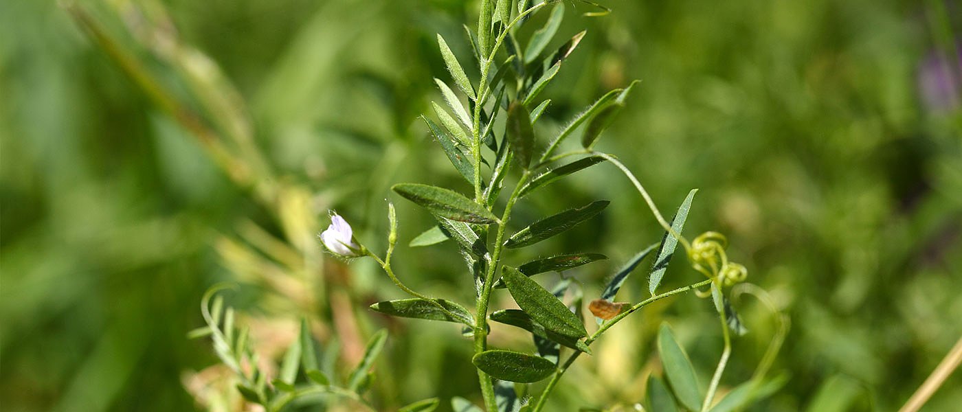 Αστάθεια στην παραγωγή φακής με μειωμένες αποδόσεις και περιορισμένες εκτάσεις