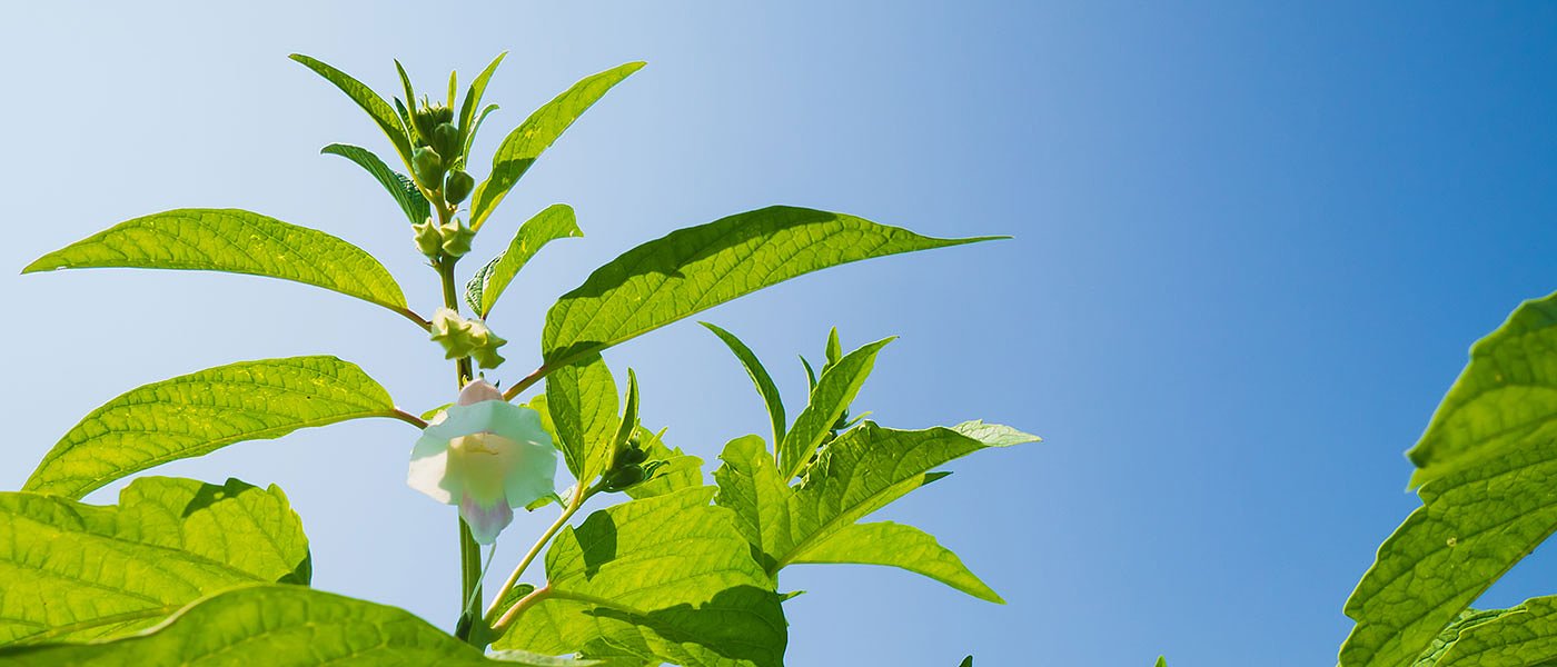 Επανακάμπτει το σουσάμι στην Ελλάδα, με το βιολογικό να πιάνει μέχρι 6 ευρώ το κιλό