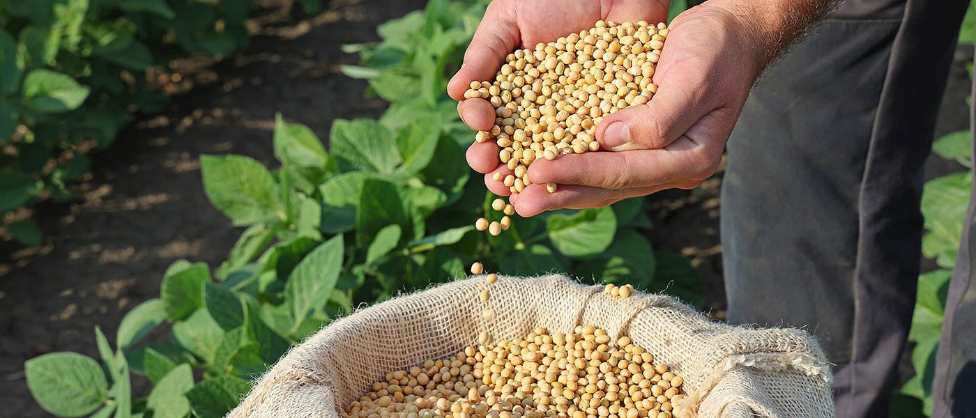 Αλλαγές συνδεδεμένης κτηνοτροφικών ψυχανθών, η ενίσχυση για σόγια και μήλα το 2024