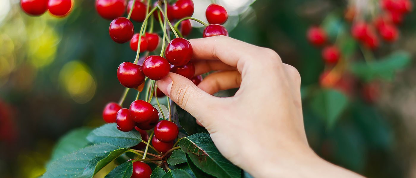 Προβλήματα στα κεράσια από βροχοπτώσεις, χαμηλές τιμές παραγωγού έως 2,5 ευρώ