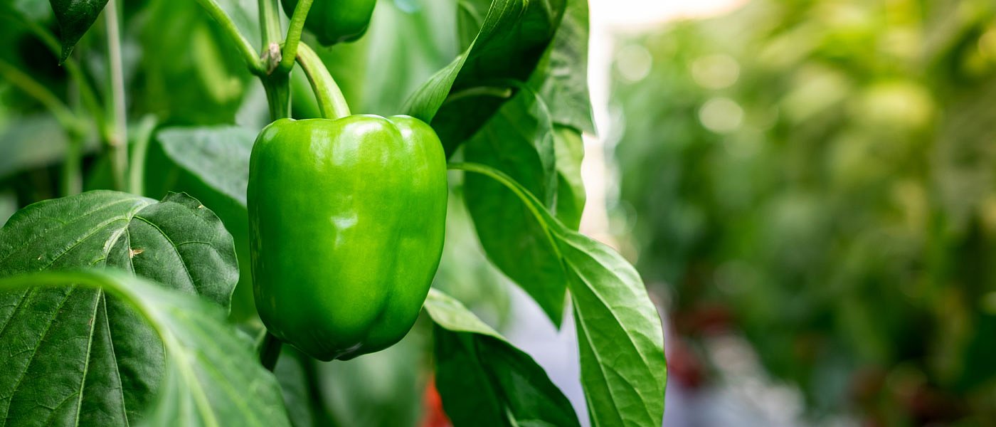 Είδος εν ανεπαρκεία οι πιπεριές σήμερα, έως 7 ευρώ το κιλό πωλούνται στο εξωτερικό