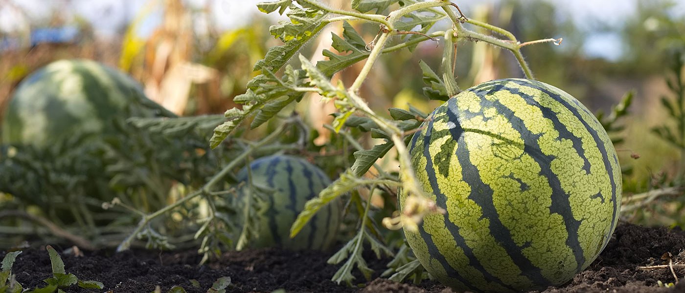 Ρεκόρ αποδόσεις και αυξημένη ζήτηση για τις εξαγωγές καρπουζιών