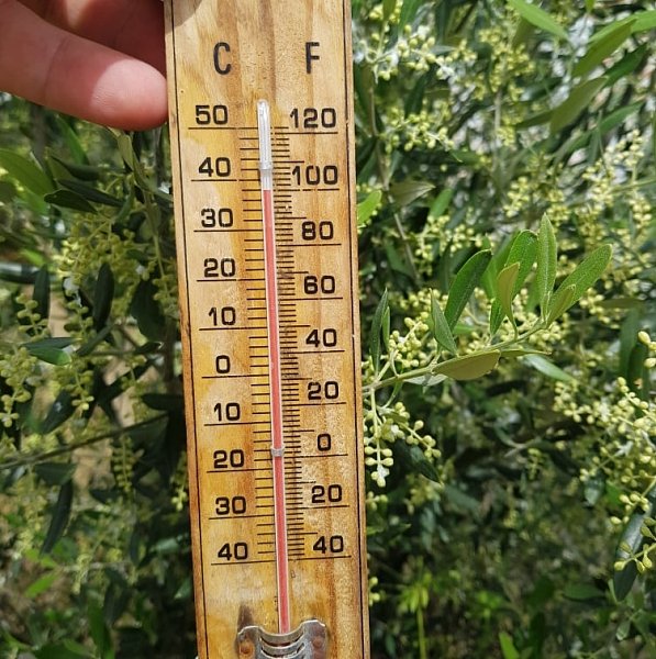 Υψηλά ποσοστά καρπόπτωσης σε πορτοκαλιές και ελιές μετά τον καύσωνα