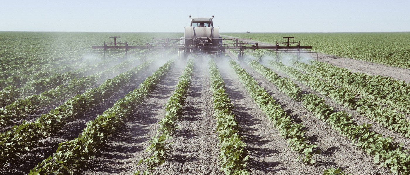 Βαμβάκι και πράσινο σκουλήκι: Πώς εξελίσσεται η κατάσταση ανά περιοχή