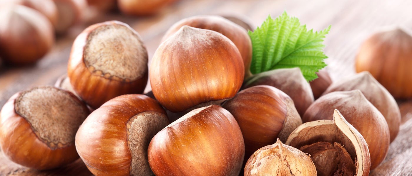 Συγκαλλιέργεια φουντουκιάς με τριφύλλια, το νέο πρότζεκτ της βόρειας Ελλάδας