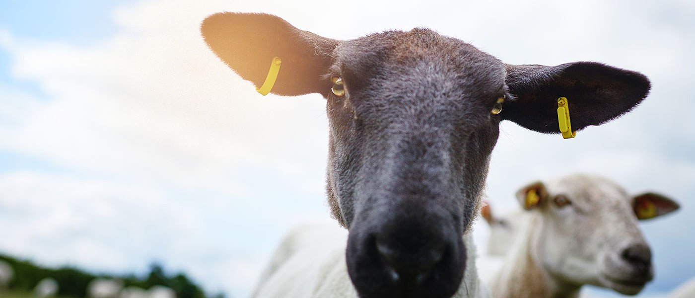 Μητρώα Αιγοπροβάτων: Το δεύτερο βιβλίο που γράφει τις επιδοτήσεις
