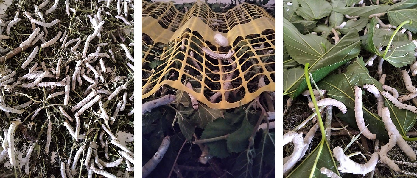 Ειρήνη Γαλοπούλου: Μια νέα αγρότισσα με καθετοποιημένη μονάδα εκτροφής μεταξοσκώληκα