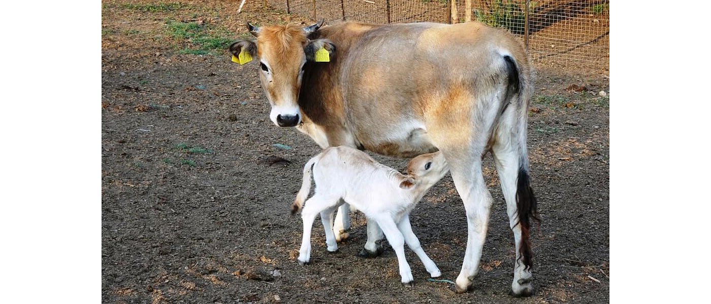 Φόβοι για μεγάλη μείωση ενισχύσεων σε κτηνοτρόφους, στα λόγια παράταση στις αυτόχθονες