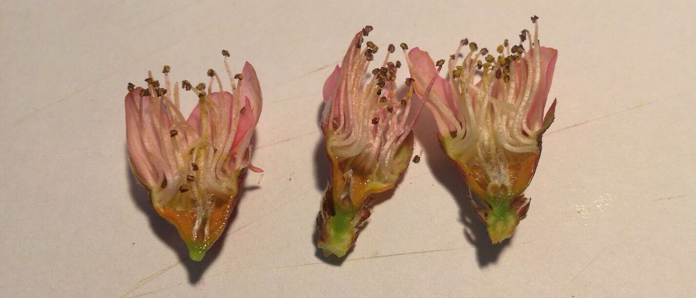 Νέος γύρος παγετού αποτελειώνει κεράσια, ροδάκινα, βερίκοκα, ακτινίδια, κηπευτικά, αμπέλια, λωτούς