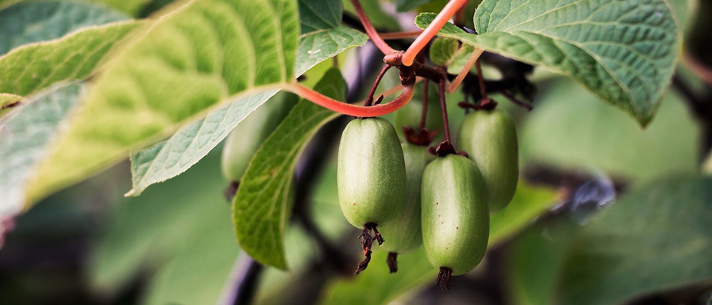 Ήπιος χειμώνας και χαμηλές θερμοκρασίες άνοιξης φέρνουν ακαρπία στα ακτινίδια Πιερίας