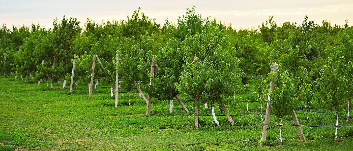 Οδηγίες για την αντιμετώπιση ακάρεων που βρέθηκαν σε παραμορφωμένα ροδάκινα