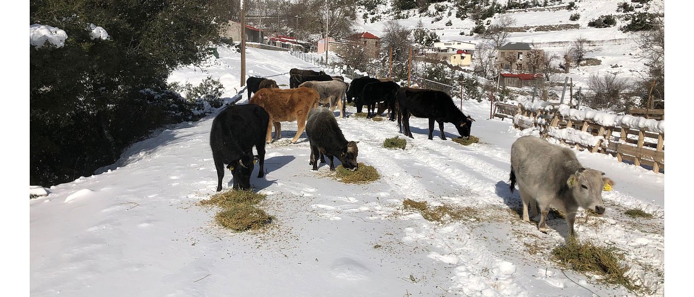 Άριστα πήρε στην γευσιγνωσία το κρέας της Ελληνικής Βραχυκερατικής Φυλής
