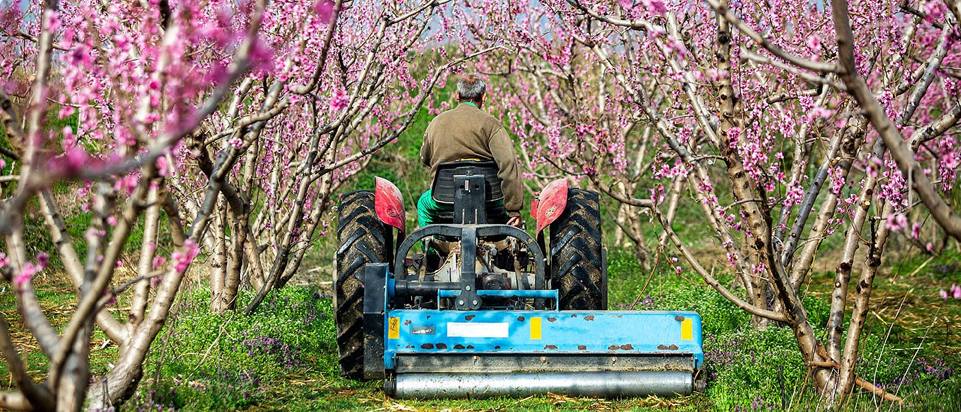Τα προβλήματα με τα ροδάκινα σε Πέλλα και Ημαθία