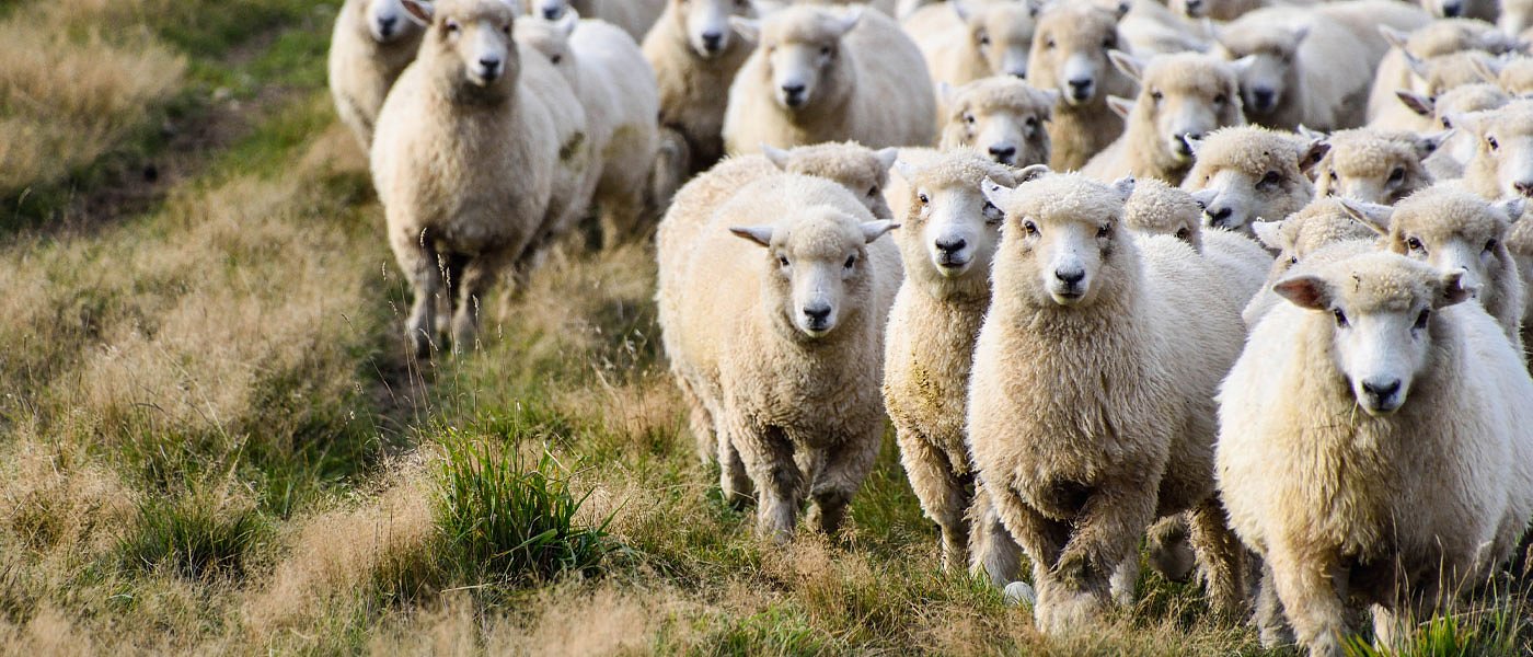 Ενεργοποιήθηκε η πλατφόρμα ενίσχυσης για αιγοπροβατοτρόφους, αιτήσεις μέχρι 8 Οκτωβρίου