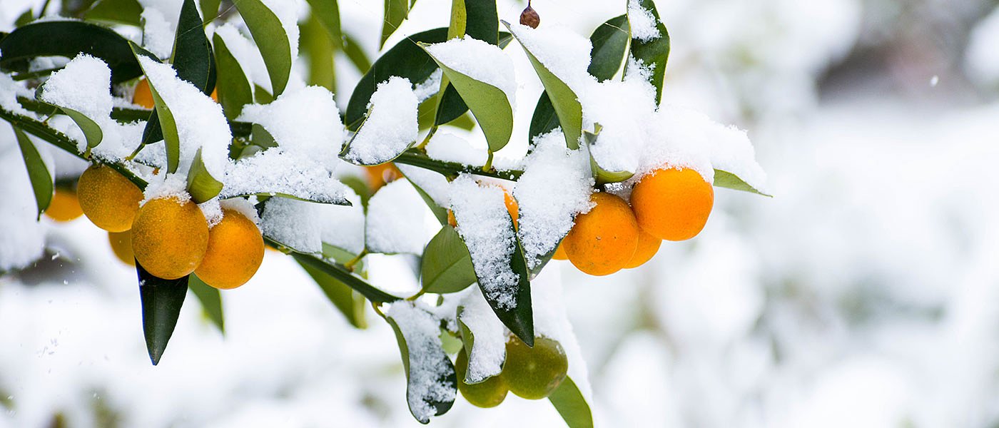 Εμπαιγμός τα πορίσματα του ΕΛΓΑ για ζημιές εσπεριδοειδών καταγγέλλει η Λακωνία