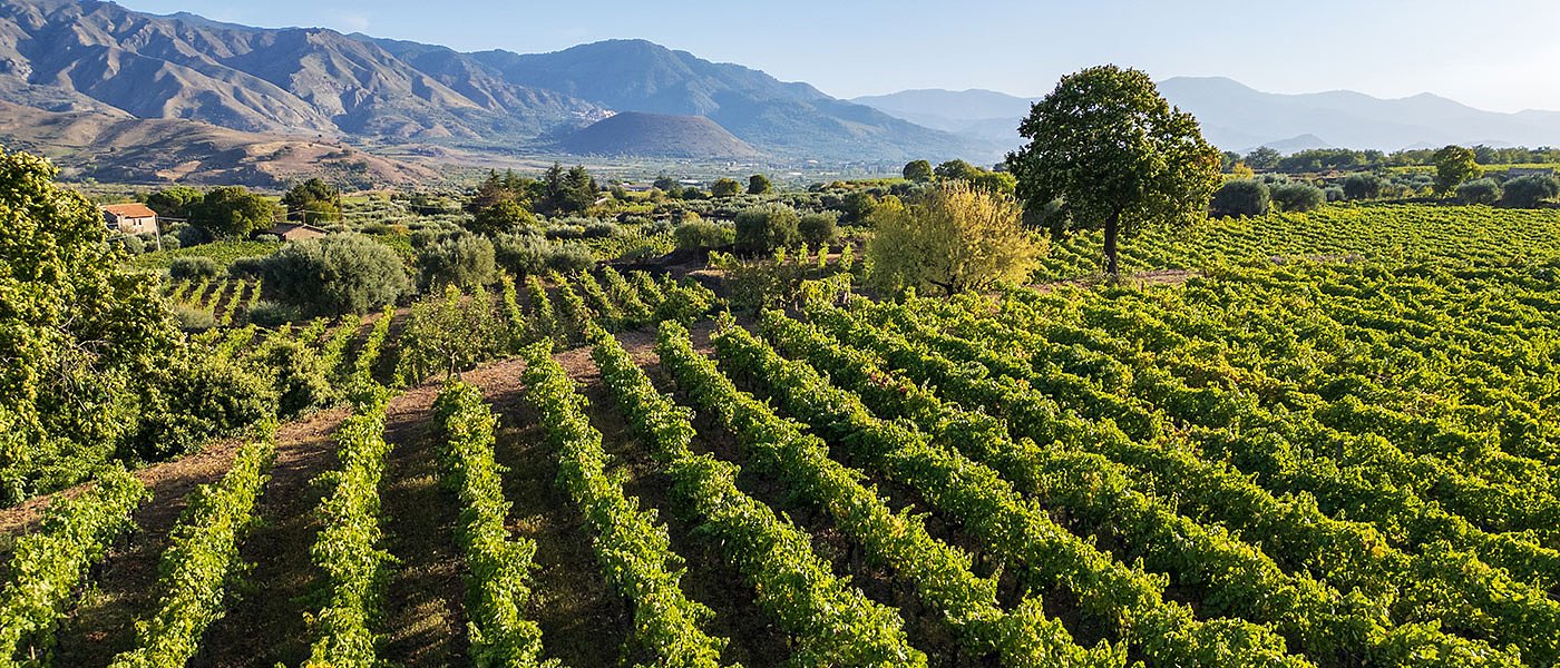 Οι τελικοί δικαιούχοι της αναδιάρθρωσης και μετατροπής αμπελώνων