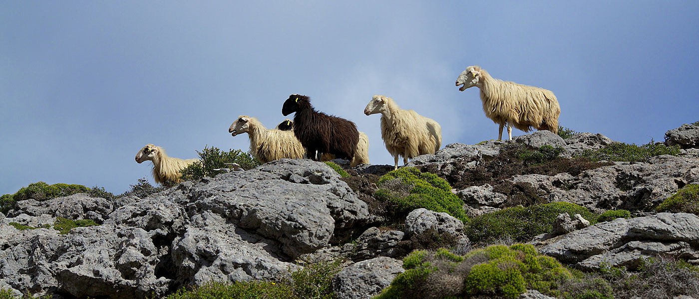 Στην Κρήτη έφτασε η πανώλη, κανένας έλεγχος στο εμπόριο και στις εισαγωγές ζώων
