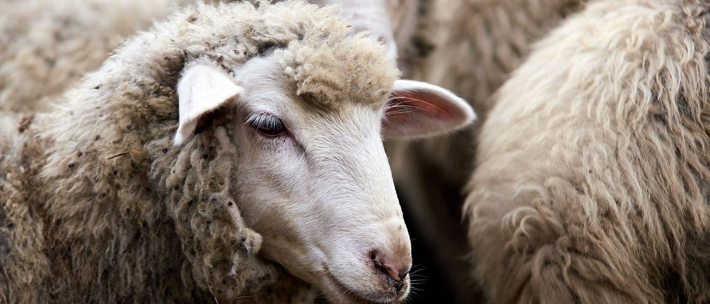 Φουντώνει ο καταρροϊκός πυρετός στη Βόρεια Ελλάδα, έφτασαν 18 οι επιβεβαιωμένες εστίες