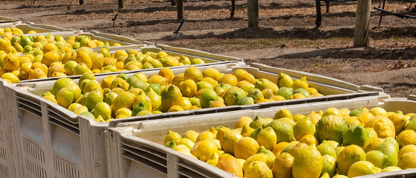 Απότομη πτώση τιμών για τα λεμόνια στην χώρα μας, τι γίνεται στην Ισπανία