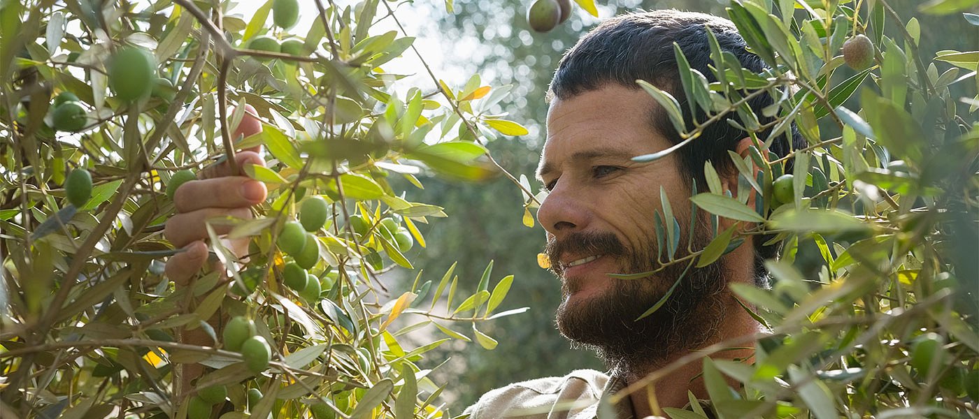 Προσοχή σε δάκο και γλοιοσπόριο από τους ελαιοπαραγωγούς της Ηλείας