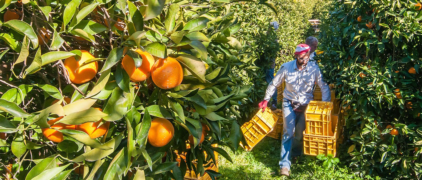Ξεκίνησαν Ναβελίνες στην Αργολίδα, συνάντηση παραγωγών για αγωγή κατά ΕΛΓΑ