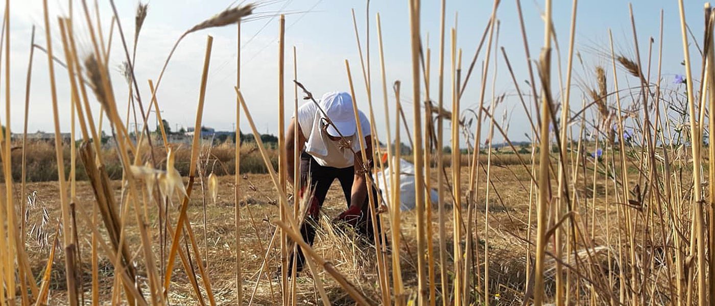 Επέκταση συμβολαιακής για καλλιέργεια σίτου προωθεί η ΚΟΙΝΣΕΠ που παράγει το staramaki
