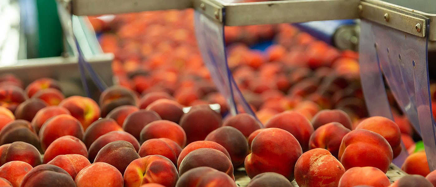 Νέοι παίκτες στην παραγωγή ροδάκινων και νεκταρινιών η Τουρκία και το Μαρόκο