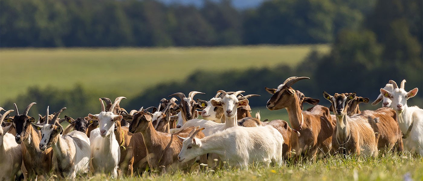 Θα χαθούν χρήματα από τεχνική λύση λένε οι κτηνοτρόφοι, ετοιμάζουν κινητοποιήσεις