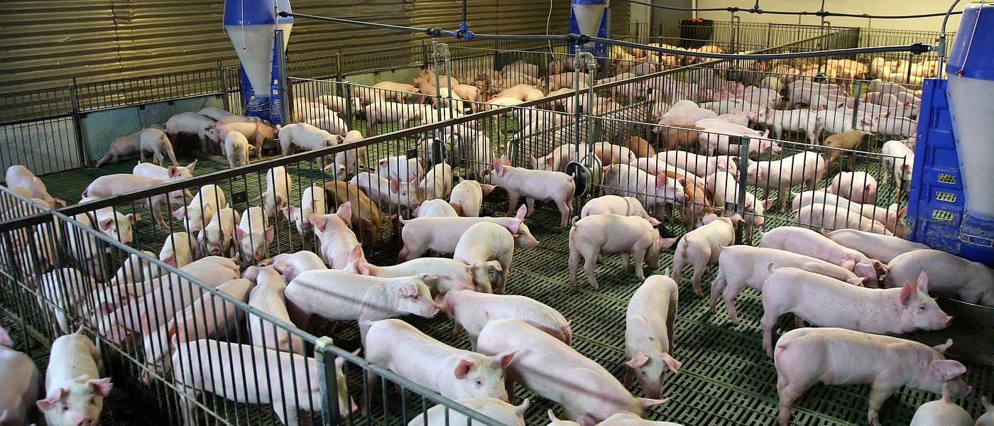 Νέα εστία πανώλης των χοίρων κοντά στην Ελλάδα