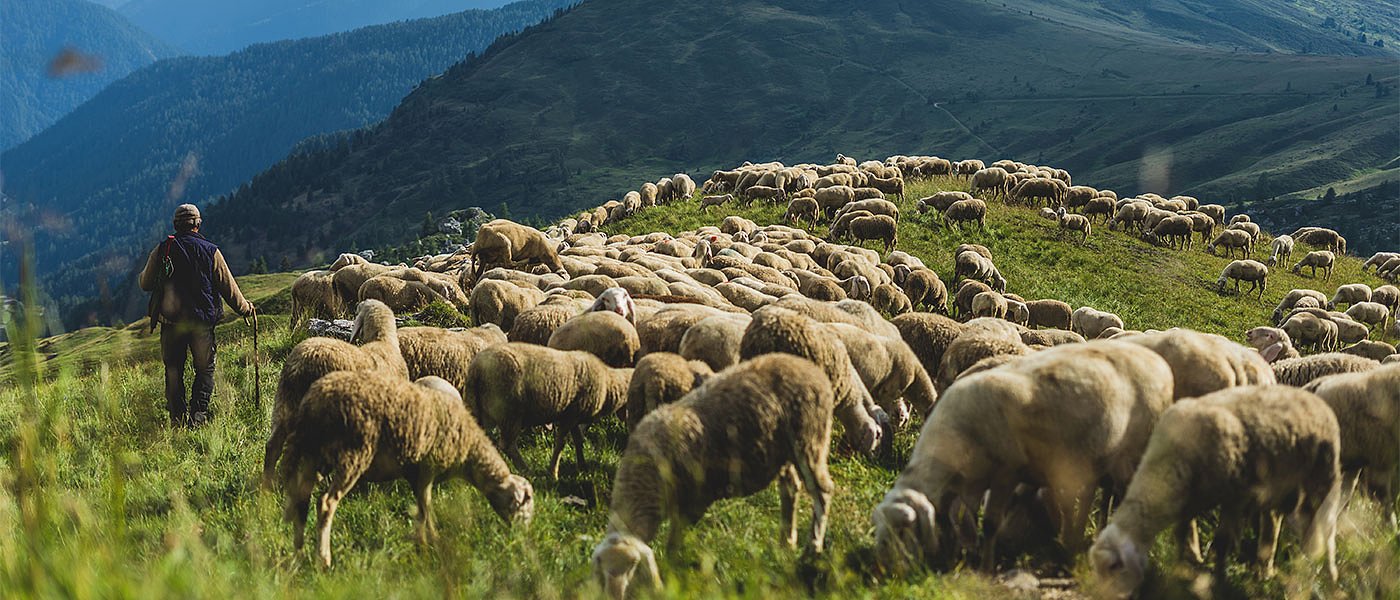 Σε κοινή γραμμή ΥπΑΑΤ και Περιφέρειες για τα διαχειριστικά σχέδια βόσκησης