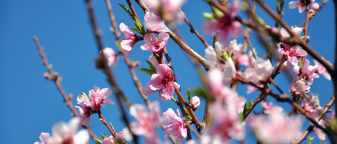Χωρίς χαλαζική προστασία ΕΛΓΑ μέχρι Μάιο, τα επιτραπέζια μένουν εκτός Μέτρου 23;