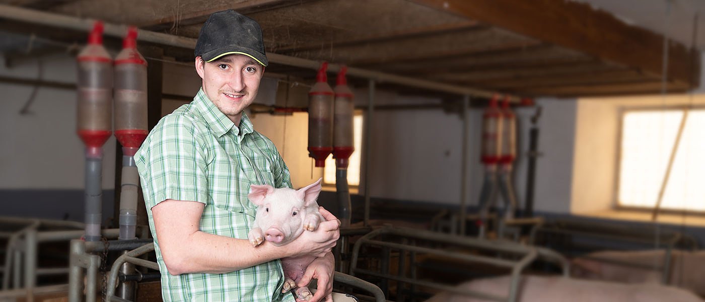 Κρούσμα αφρικανικής πανώλης σε εκτροφή χοίρων στις Σέρρες