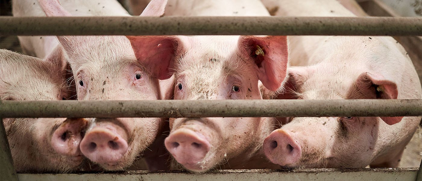 Δόθηκε παράταση στις αιτήσεις των χοιροτρόφων για ευζωία