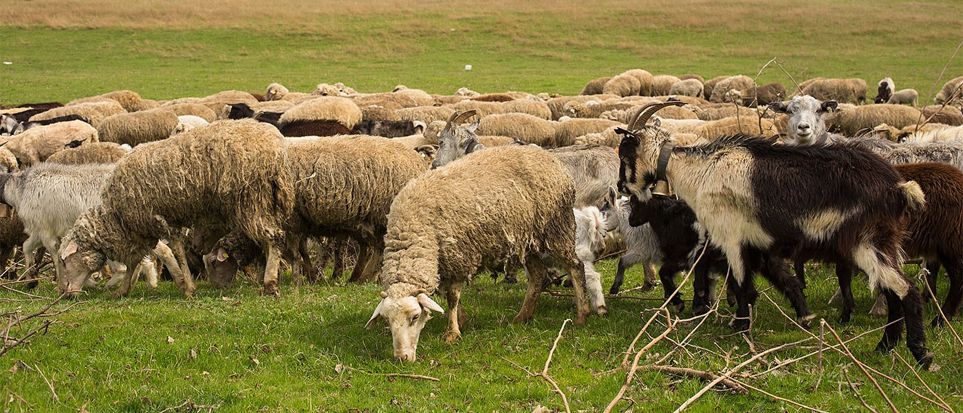 Αυξημένη η συνδεδεμένη αιγοπροβάτων το 2021, μόνιμο μέτρο η μείωση ΦΠΑ ζωοτροφών