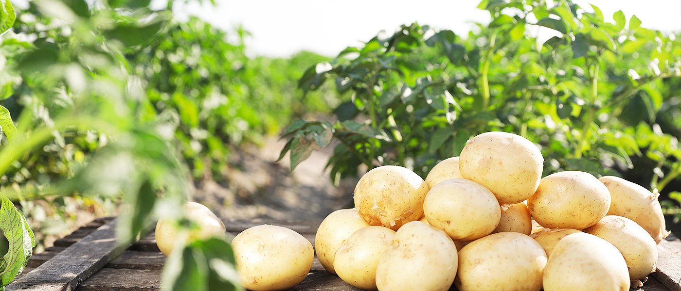 Μεγάλες ποσότητες αποθηκευμένης πατάτας και χαμηλές τιμές, ενώ ξεκινούν εισαγωγές από Αίγυπτο