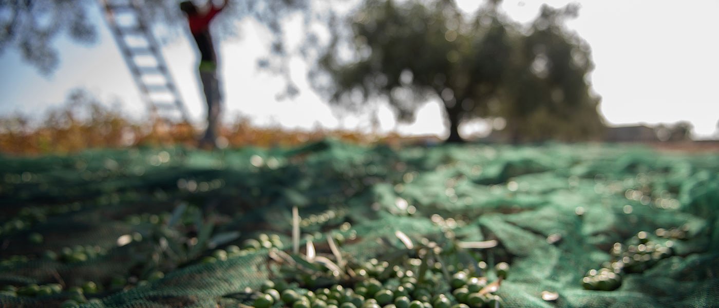 Έρχεται η δήλωση συγκομιδής από ελαιοκαλλιεργητές και δήλωση παραγωγής από ελαιοτριβεία