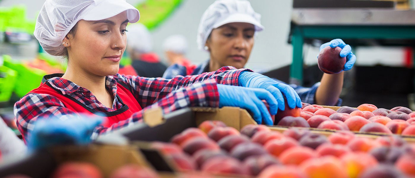 Όλες οι ποικιλίες ροδάκινων, νεκταρινιών και βερίκοκων, έπαθαν ζημιά το 2022