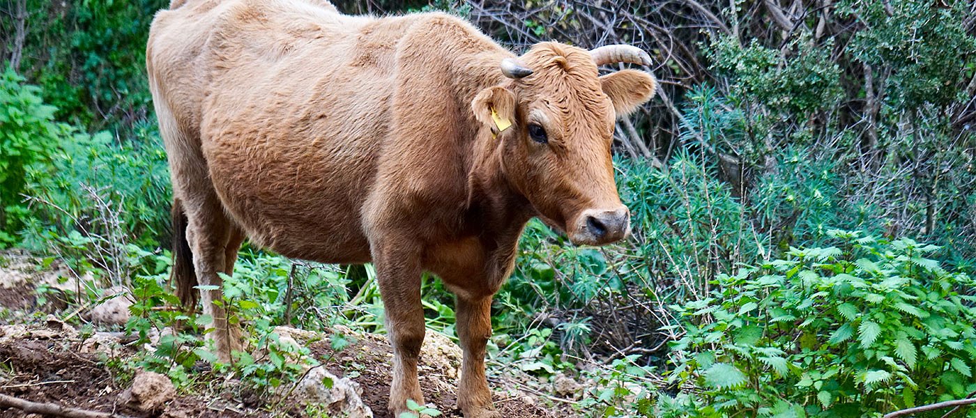 Συνδεδεμένη στα βοοειδή: Φιλανδία 721 ευρώ Ελλάδα 143 όμως ... στηρίζουμε την παραγωγή