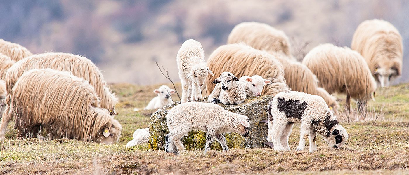 Θεσσαλοί κατά Γεωργιάδη, κάνει προεκλογική πολιτική σε βάρος των κτηνοτρόφων