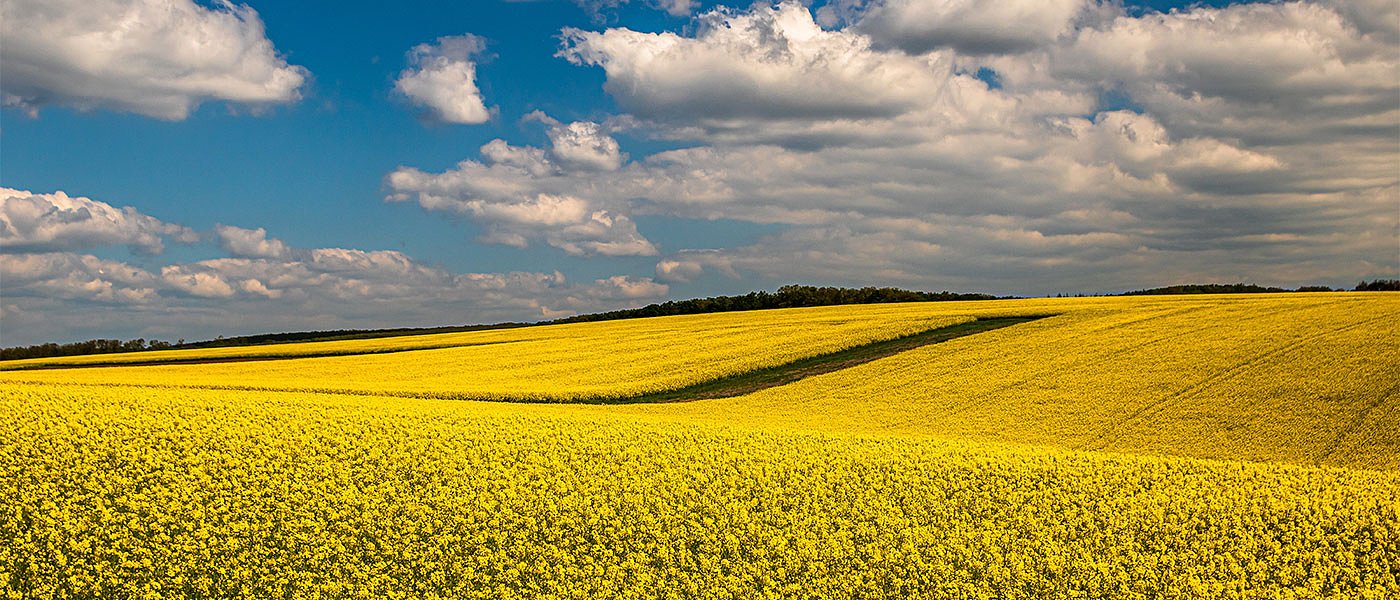Έντονο το ενδιαφέρον για την ελαιοκράμβη λόγω των περσινών καλών τιμών