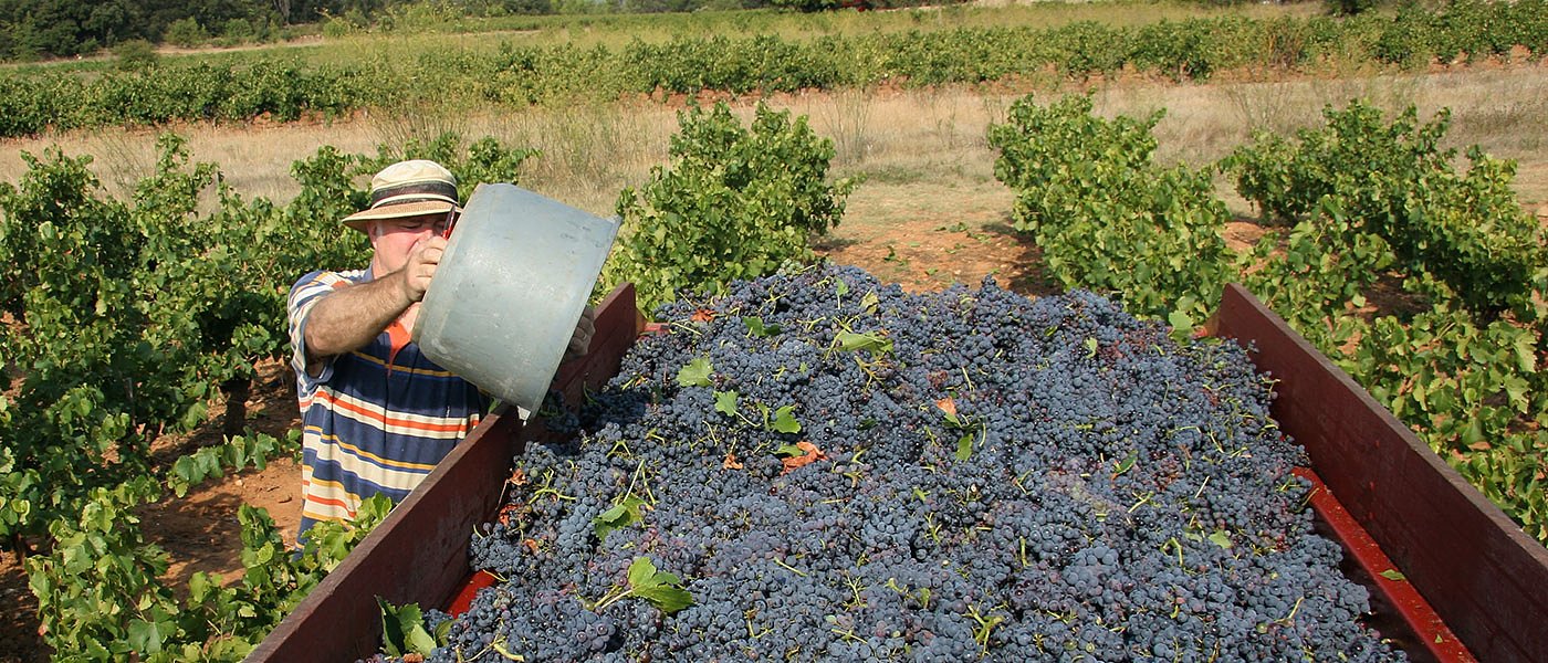 Στο δρόμο οι σταφιδοπαραγωγοί της Αιγιάλειας, ζητούν στήριξη και απόσυρση αποθεμάτων