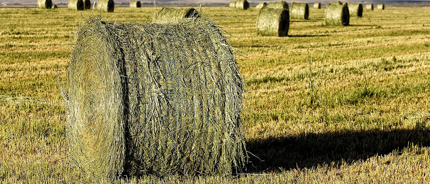 Συνδεδεμένη μηδική - τριφύλλι: Όχι φέτος αλλά από 2025 υποχρεωτικά πιστοποιημένος σπόρος
